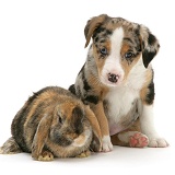 Border Collie puppy and rabbit