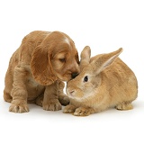 Golden Cocker Spaniel puppy and rabbit