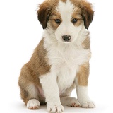 Border Collie puppy
