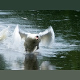 Mute Swan cob taking off