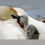 Mute Swan cygnets
