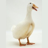 White duck