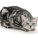 Silver tabby cat coughing