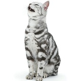 Silver tabby cat sneezing