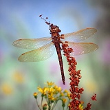 Brown Hawker dragonfly