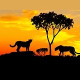 Cheetahs at sunset