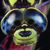 Southern Aeshna Dragonfly eyes