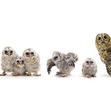 Tawny Owl family