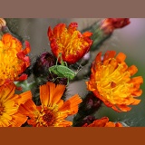 Speckled Bush Cricket nymph