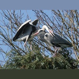 Grey Herons mating