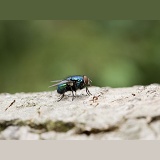 Greenbottle fly