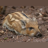 Wild Boar piglet