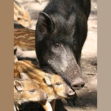 Wild Boar mother and piglets