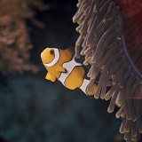 Anemone Clown Fish
