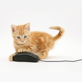 Ginger kitten with computer mouse
