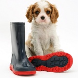King Charles pup and child's boots