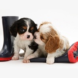 King Charles pups and child's boots