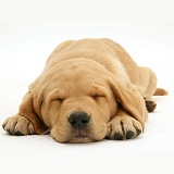 Sleepy Yellow Labrador pup