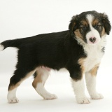 Border Collie pup