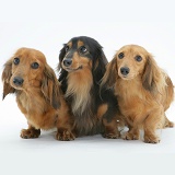 Three miniature longhaired Dachshunds standing