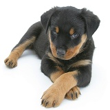 Rottweiler pup lying, paws crossed