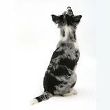 Collie-cross sitting, back view