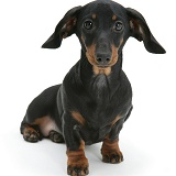 Miniature Dachshund pup sitting
