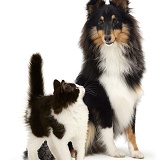 Black-and-white kitten and Sheltie