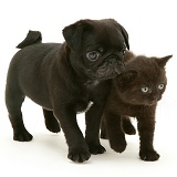 Black Pug pup with black kitten