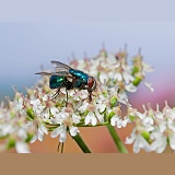Greenbottle Fly