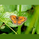 Hedge Brown Butterfly