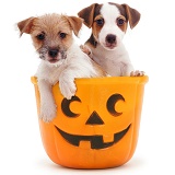 Jack Russell pups in a Halloween bucket