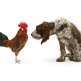 Rooster and Spinone pup facing each other