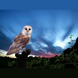 Barn Owl