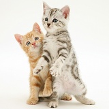Ginger and silver tabby kittens