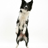 Black-and-white Border Collie standing on hind legs