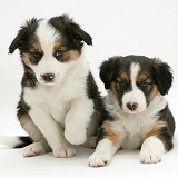 Two tricolour Border Collie pups, 8 weeks old brothers