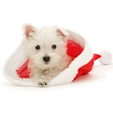 Westie pup in Santa hat
