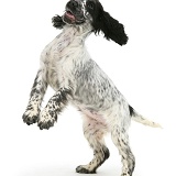Cocker Spaniel pup dancing