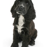 Black-and-white Cocker Spaniel pup