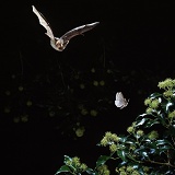 Long-eared Bat hunting a moth