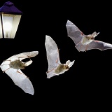 Long-eared Bat flight sequence