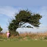 Girl and wind-blown Hawthorn tree