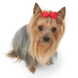 Yorkshire Terrier in show coat and bow in its hair