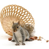 Grey Squirrel has upset basket of nuts