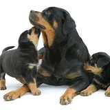 Rottweiler mother and pups
