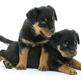 Two Rottweiler pups