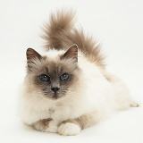 Fluffy Birman cat