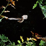 Long-eared Bat in flight