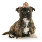 Dog with a mouse on its head